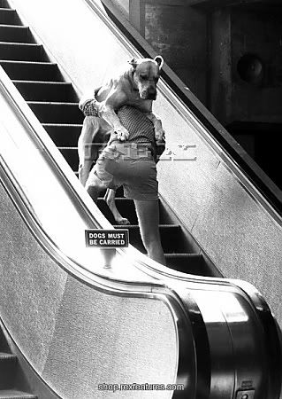man_carrying_a_great_dane_up_an_escalator_4861675.jpg
