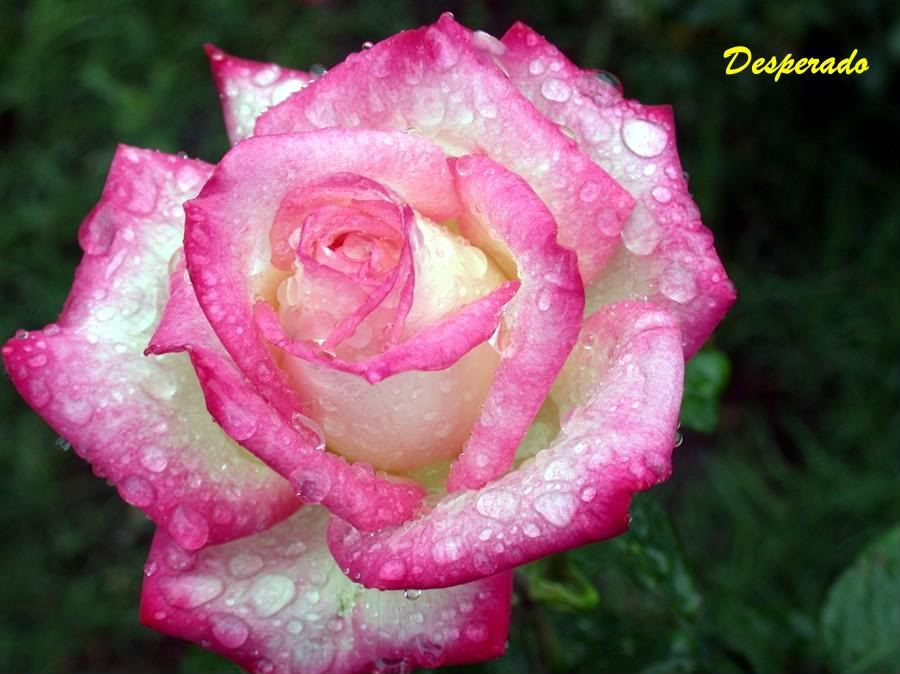 Rose Photo Gallery