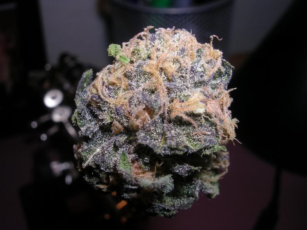 blueberry purple kush