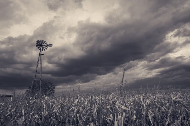 IMAGE: http://i16.photobucket.com/albums/b2/bessen123/CORNFINAL.jpg