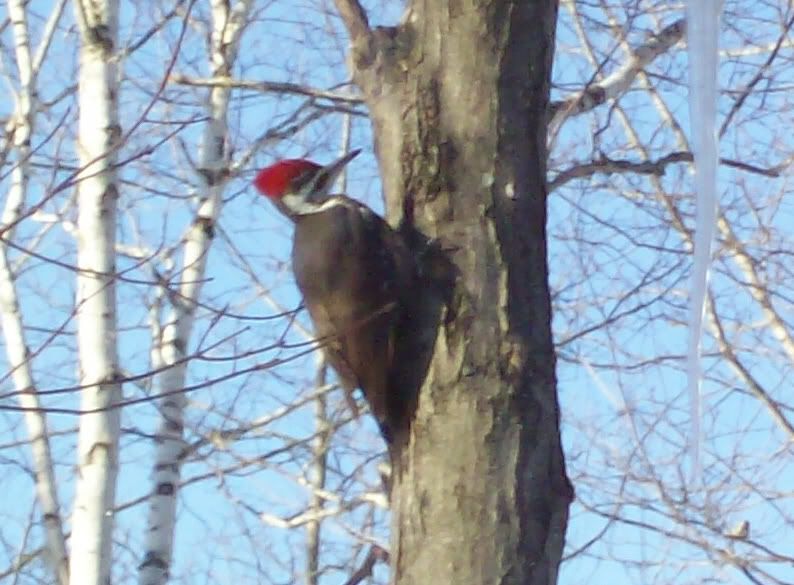 PiliatedWoodpecker.jpg