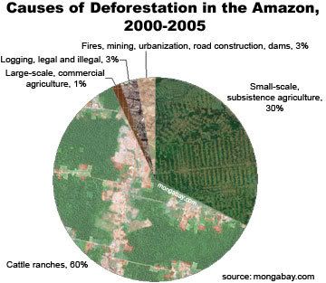 amazon_defor-360.jpg