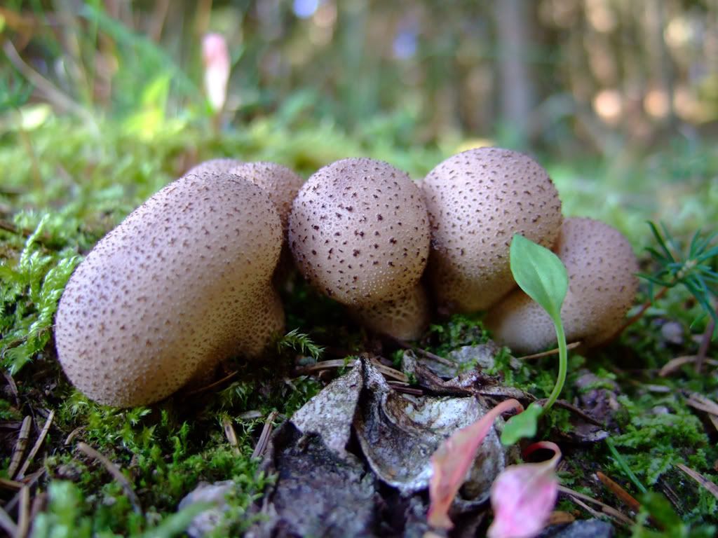 Pilz2.jpg
