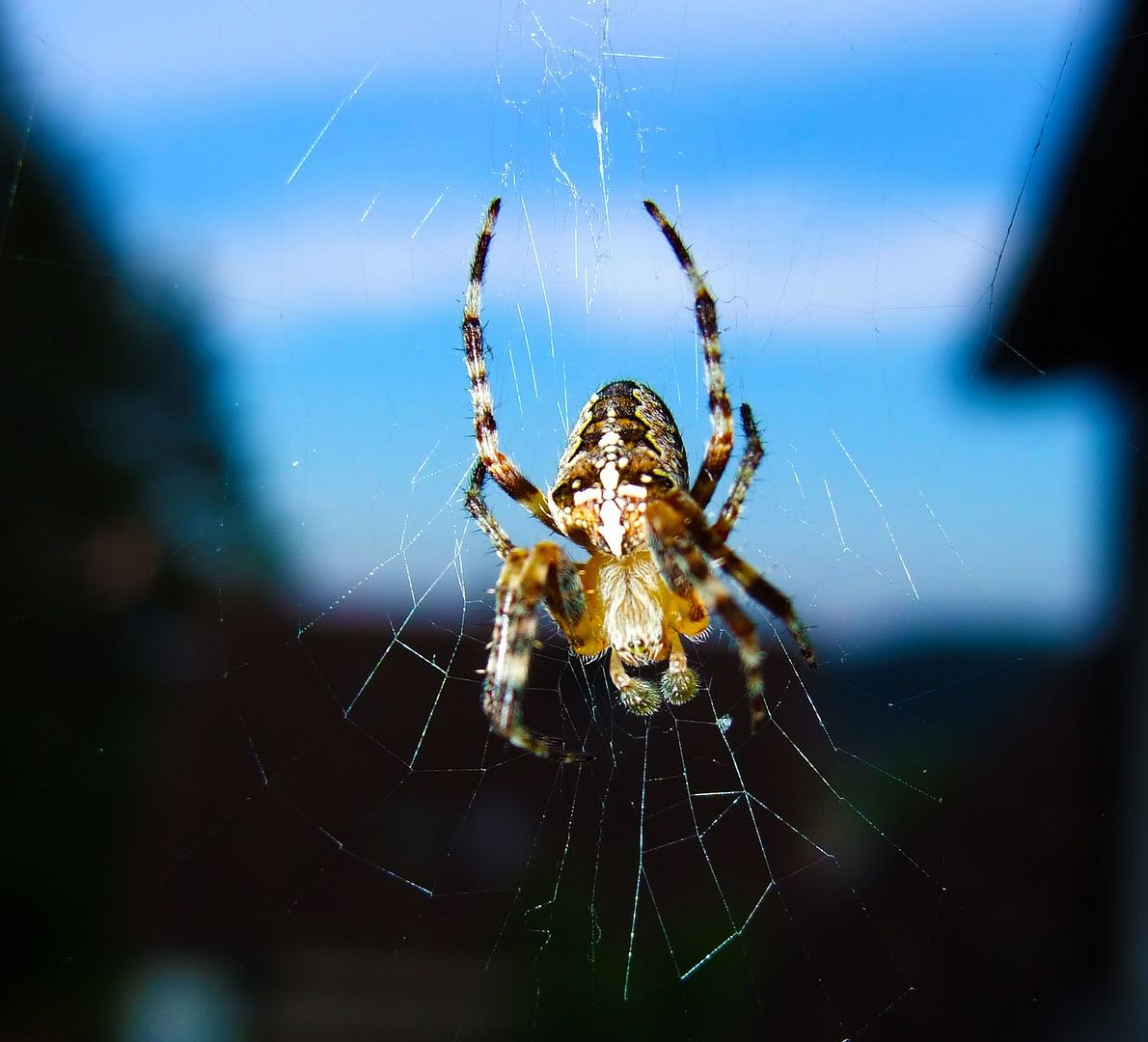 Spinne-WC2.jpg