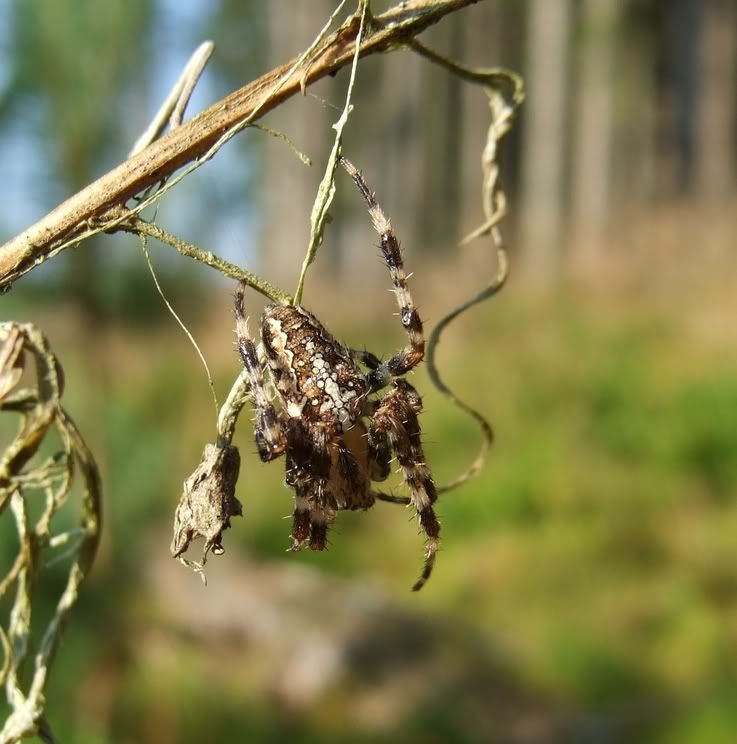 Spinne.jpg
