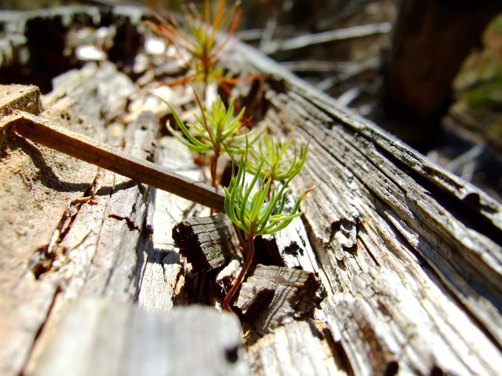Wald2.jpg