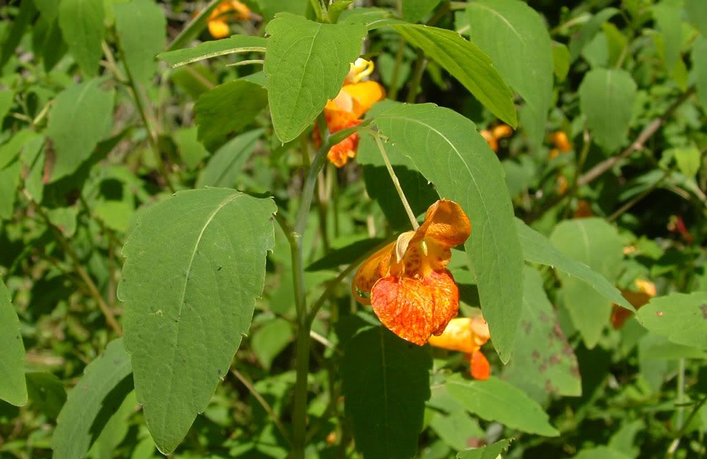 jewelweed 54 Pictures, Images and Photos