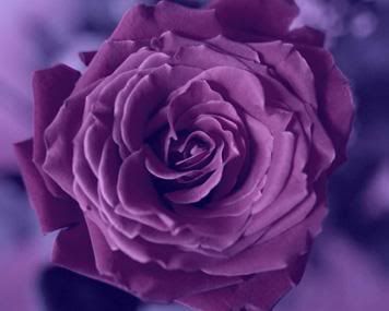 ~~وردة حبنا~~ PurpleRose.jpg