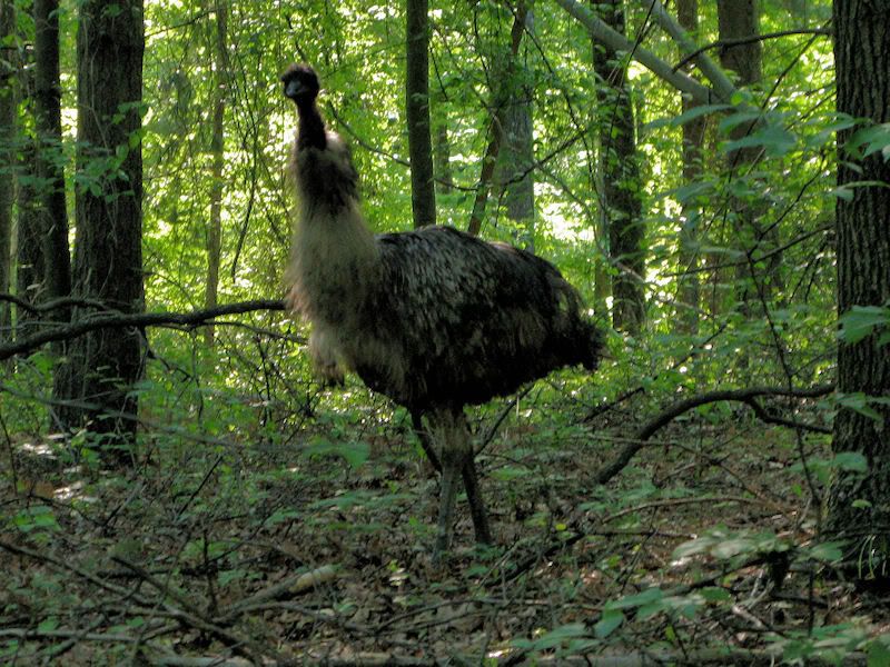 The Animal Emu