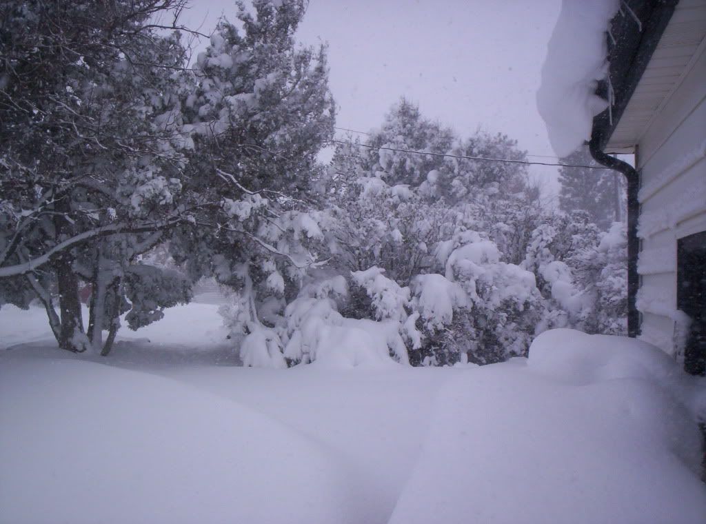 Snowy Yard