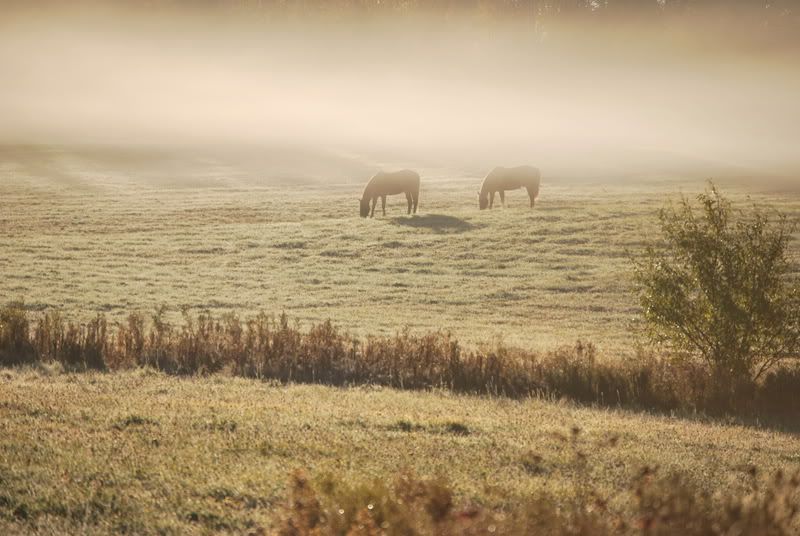 Pictures around your Homestead - Homesteading Questions