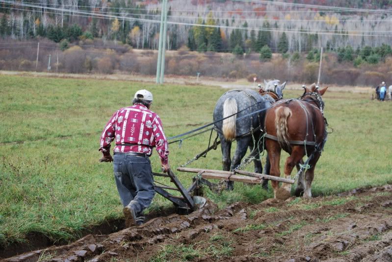Anybody like watching ole time horse farming?? - Homesteading Questions