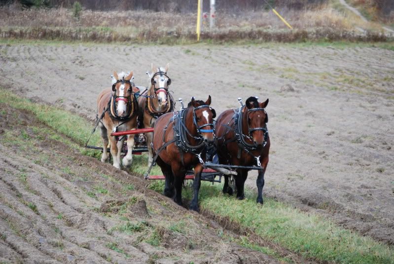 Anybody like watching ole time horse farming?? - Homesteading Questions