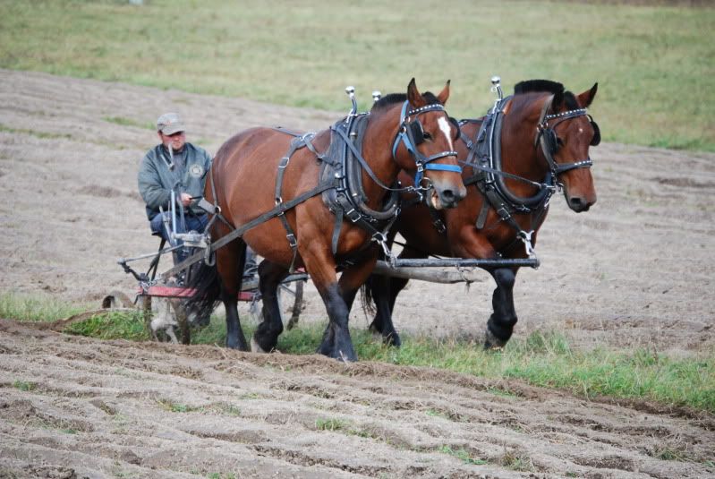 Anybody like watching ole time horse farming?? - Homesteading Questions