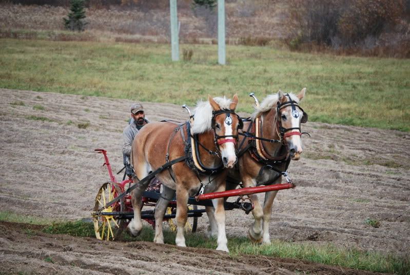 Anybody like watching ole time horse farming?? - Homesteading Questions