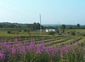 Let's See Some Pictures of Your Place - PART TWO - - Homesteading Questions