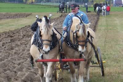 Anybody like watching ole time horse farming?? - Homesteading Questions