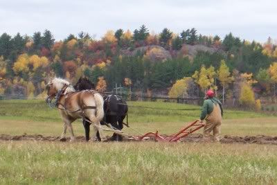 Anybody like watching ole time horse farming?? - Homesteading Questions