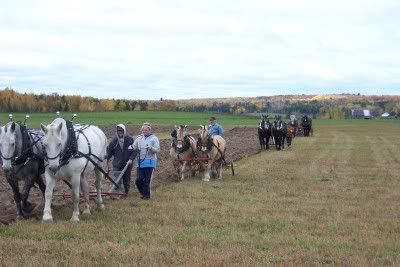 Anybody like watching ole time horse farming?? - Homesteading Questions
