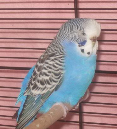budgie1.jpg