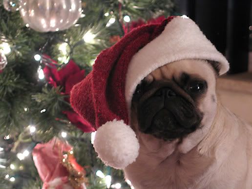 xmaspug.jpg santa pug image by sandradeen