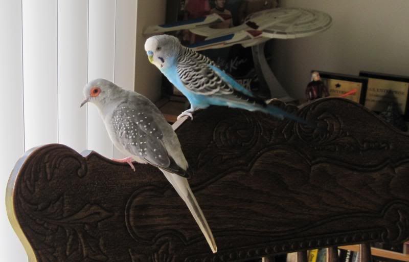 IMG_2109crop01.jpg