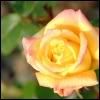 Yellow Rose Pictures, Images and Photos