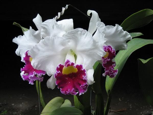 http://i16.photobucket.com/albums/b3/huchim1/HoaLan01.jpg