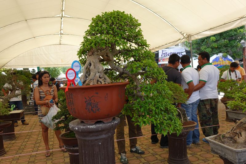 DSC00333_zps66da5195.jpg