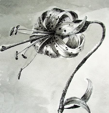 pen illustration of a tiger lily