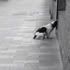 dog peering into a house
