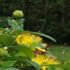fly on a leaf