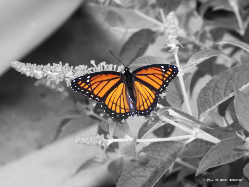 butterfly,monarch,art,photography,beautiful,black and white,bristol,tennessee,virgina,nature,photo,blog,tdcormier