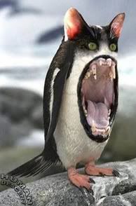 pengato.jpg penguin-cat image by heyafunkyfish