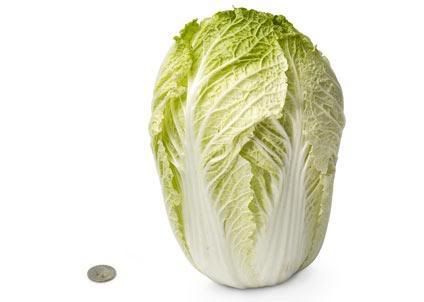 Chinese Cabbage Pictures, Images and Photos