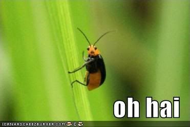 funny-pictures-oh-hai-bug.jpg