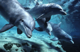 dolphins-bottlenosejpg-tm.gif Dolphins image by spiffywonderboy