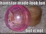 Hamster Ball Cat Pictures, Images and Photos
