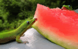 Lizard Eating Watermelon Pictures, Images and Photos