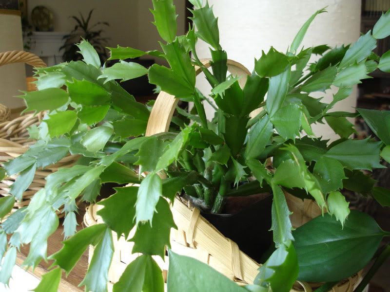 Christmas Cactus