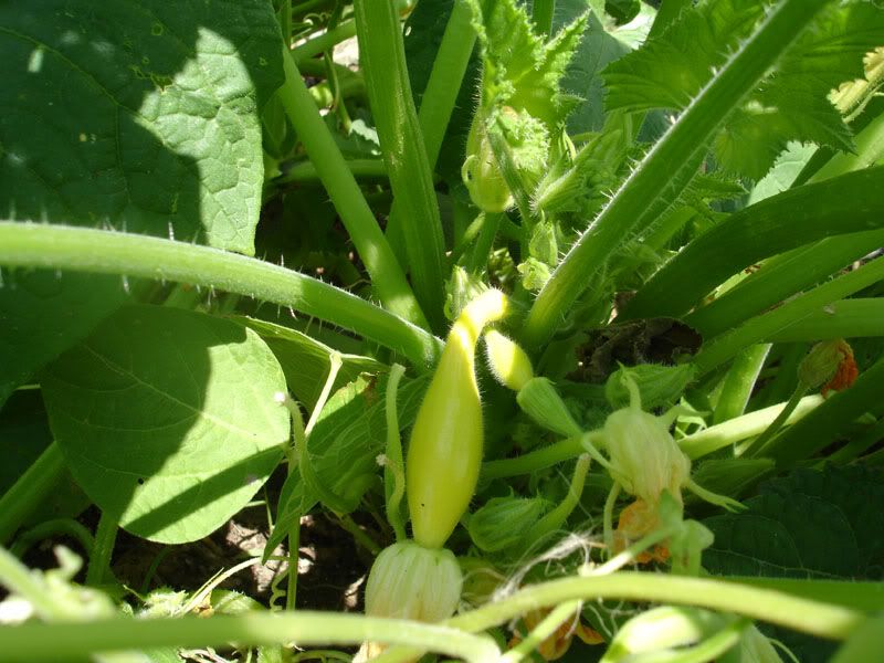 Yellow Squash