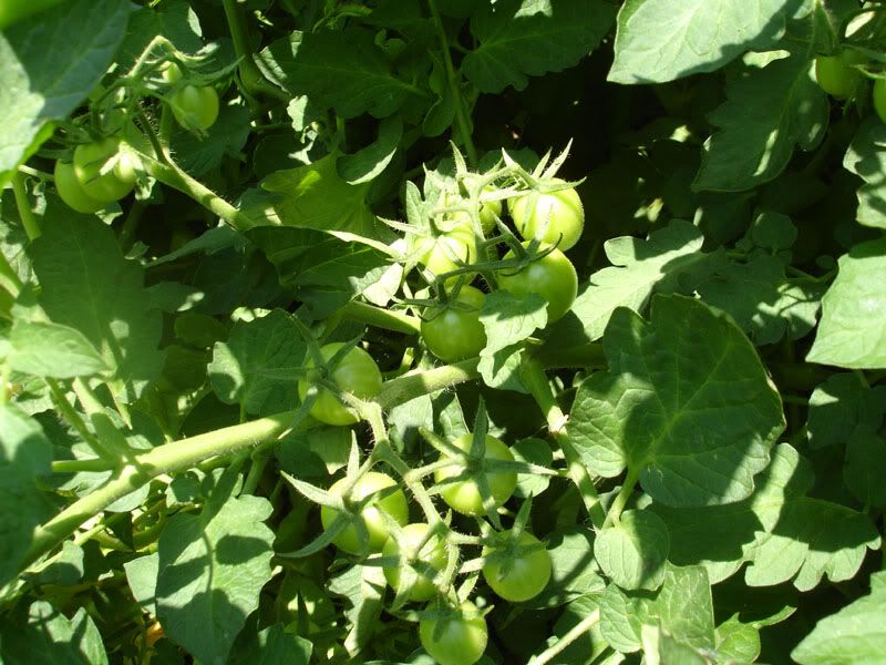 Cherry tomatoes