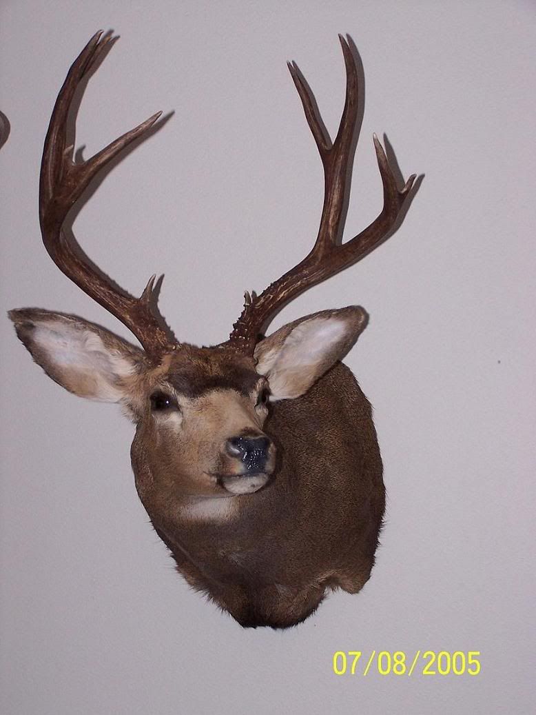 deer1.jpg