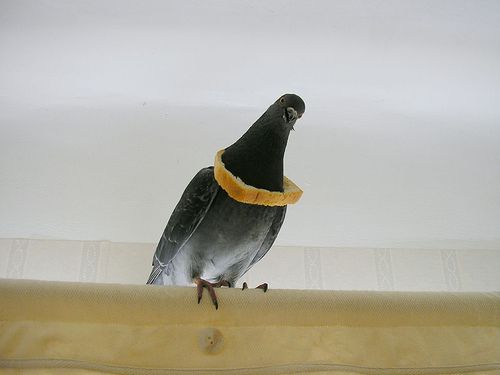 pigeon