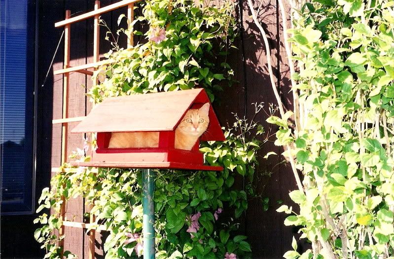 IMAGE: http://i16.photobucket.com/albums/b36/larryschwager/birdhouse-1.jpg