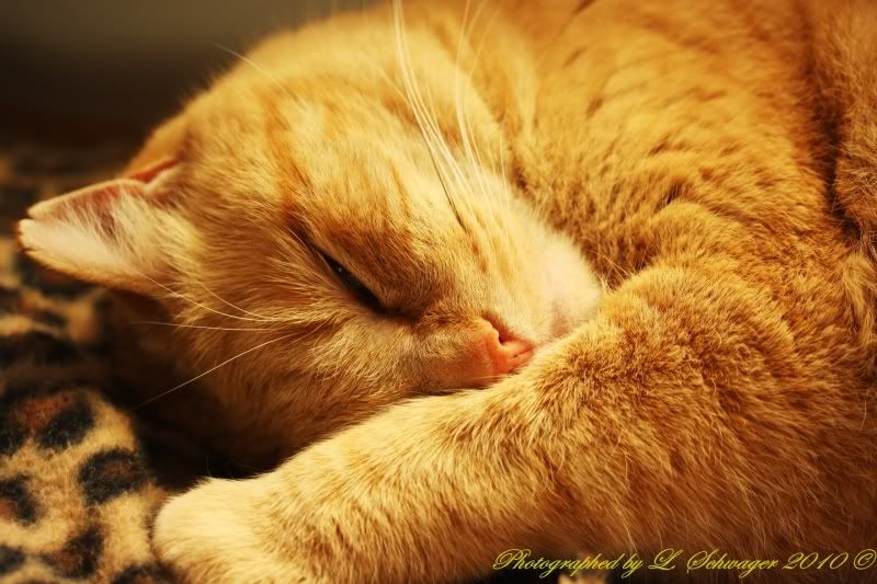 IMAGE: http://i16.photobucket.com/albums/b36/larryschwager/tig2-1.jpg