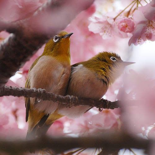 BIRDS IN PINK BLOSSOMS Pictures, Images and Photos