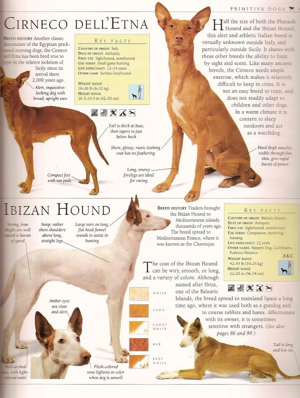 Big+dog+breeds+chart