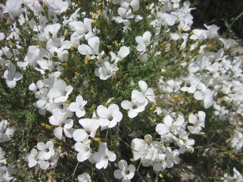 Monegros09004.jpg