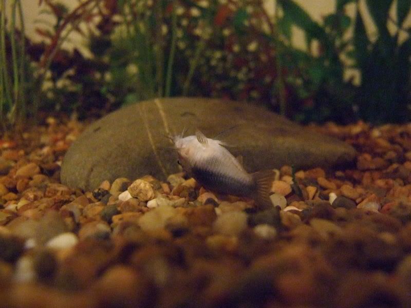 Very sick bronze catfish!